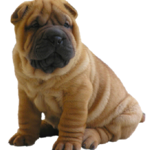 Dog PNG