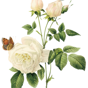 White rose PNG image, flower white rose PNG picture