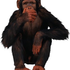 Monkey PNG