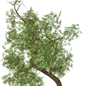 tree png image