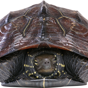 Turtle PNG