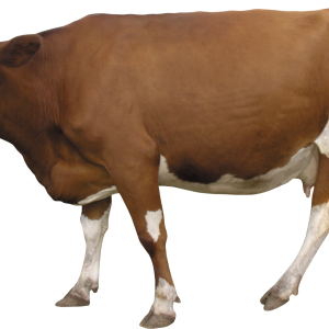 cow PNG