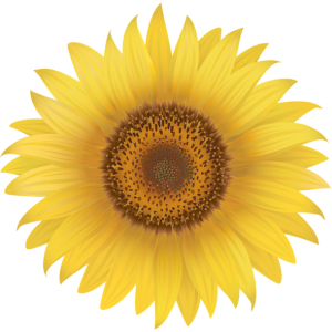 Sunflower PNG
