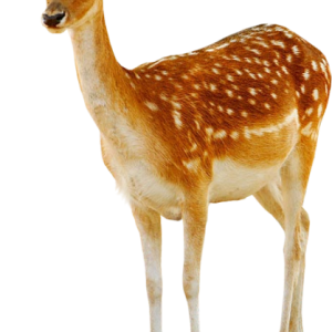 Deer PNG image