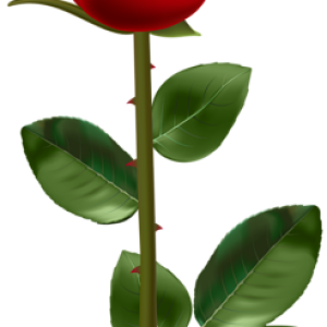 Rose PNG