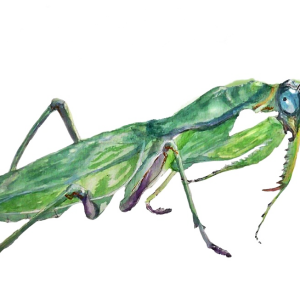 Mantis PNG