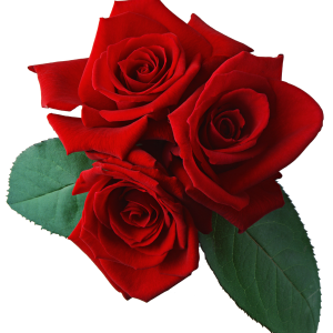 Rose png image, free picture download