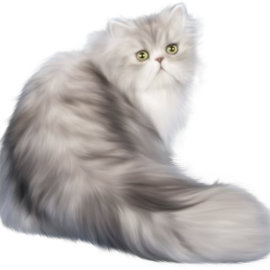 Cat sitting PNG