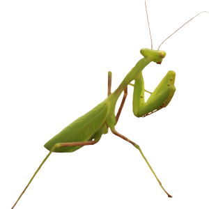 Mantis PNG