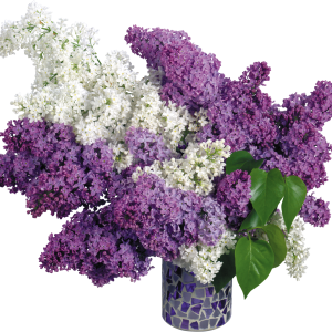 Lilac PNG