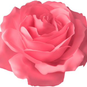 Rose PNG