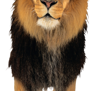 Lion PNG image