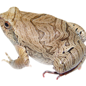 Frog PNG
