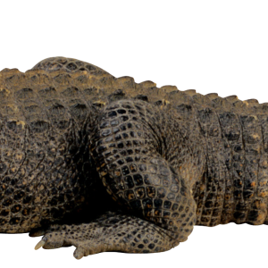 Crocodile PNG