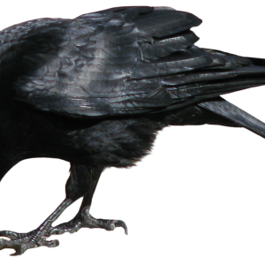 Crow PNG image