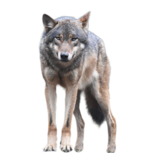 Wolf PNG