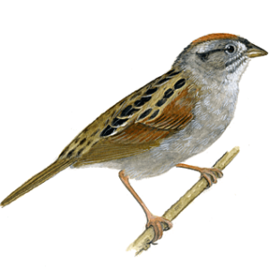 Sparrow PNG