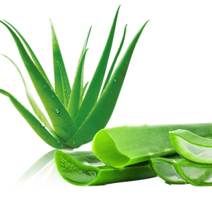 Aloe vera PNG