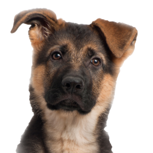 dog png image, picture, download, dogs