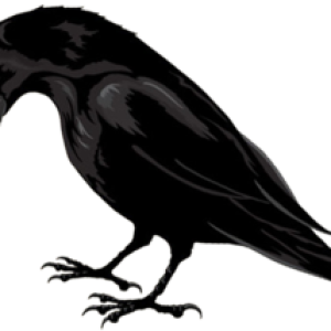 Raven PNG