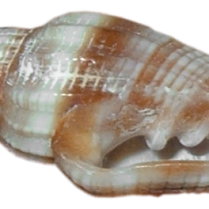 Seashell PNG