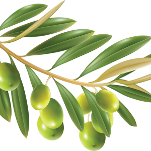 Olive PNG
