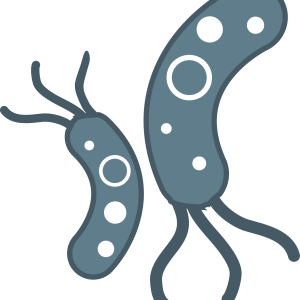 Bacteria PNG