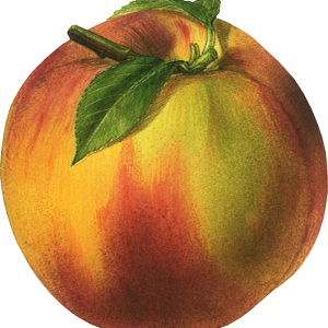 Peach PNG image