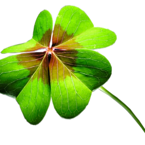 Clover PNG