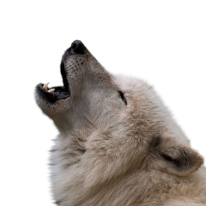 Wolf PNG