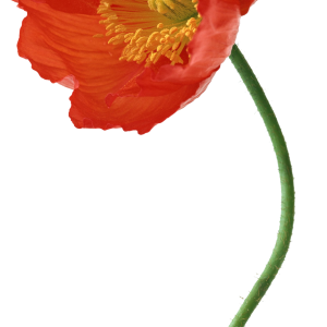 Poppy flower PNG