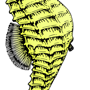 Seahorse PNG
