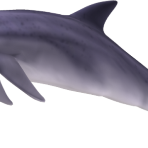 Dolphin PNG