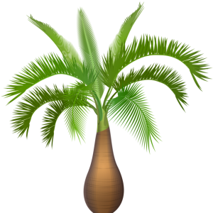 Palm tree PNG