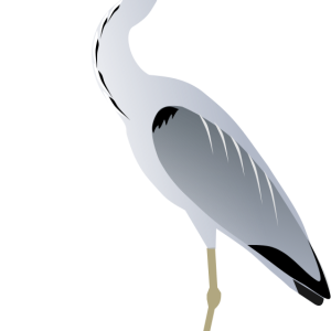 Heron PNG