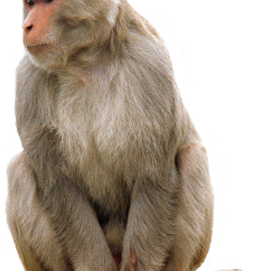 Monkey PNG
