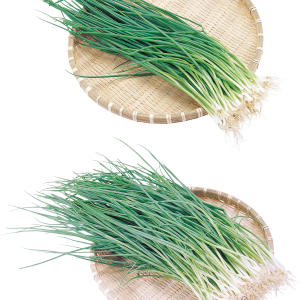 Leek PNG