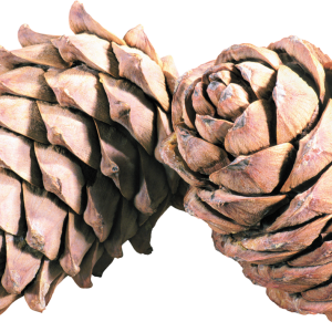 Pine cone PNG