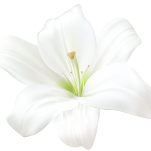 Lilium PNG
