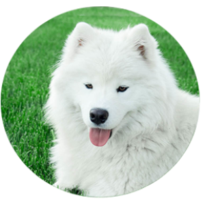 Samoyed PNG