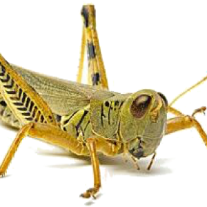 Grasshopper PNG