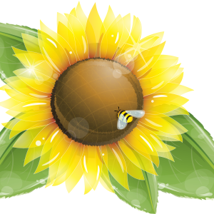 Sunflower PNG