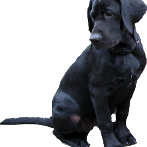 Labrador Retriever PNG