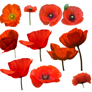 Poppy flower PNG