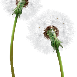 Dandelion PNG