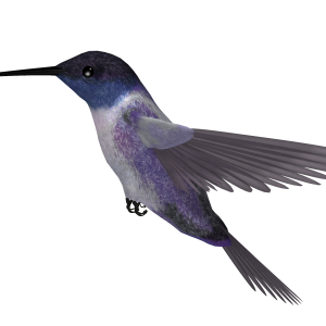 Hummingbird PNG