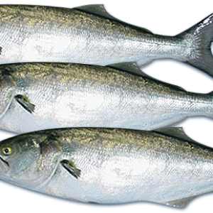 Fish PNG