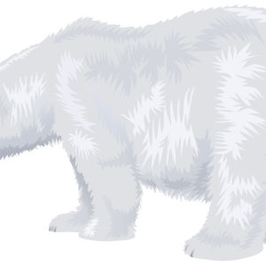 Polar white bear PNG