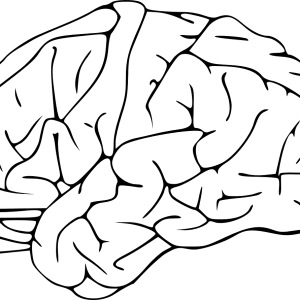 Brain PNG