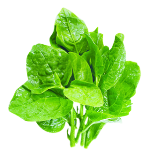Spinach PNG